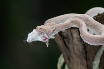 Wall Mural - Pink mangrove pit viper Trimeresurus purpureomaculatus eats a white mouse after shedding skin with natural bokeh background