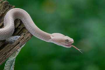 Wall Mural - Angry Pink mangrove pit viper Trimeresurus purpureomaculatus open its mouth after shedding skin with natural bokeh background