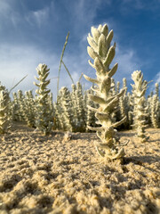 Wall Mural - Winterfat bush