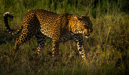leopard on the prowl