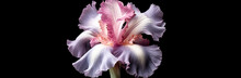 Iris Blooming Purple And White Bearded Iris, On Black Background.  Generative AI. 