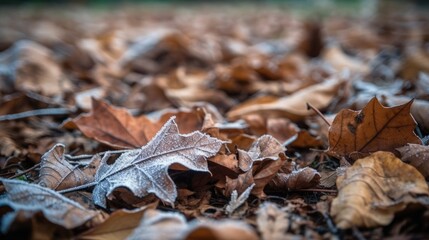 Poster - autumn leaves on the ground