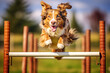 A dog leaping over a hurdle during an agility course, showcasing its training and athleticism.