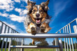 A dog leaping over a hurdle during an agility course, showcasing its training and athleticism.
