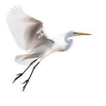 Egret Bird Flying In The Air With Open Wingspan Isolated On White Background, Generative Ai