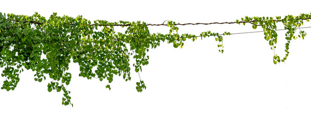 Vine on a pole on a white background