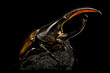 Hercules beetle (Dynastes hercules) male