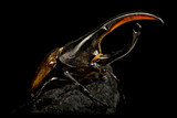 Fototapeta Zwierzęta - Hercules beetle (Dynastes hercules) male