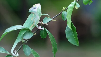 Wall Mural - baby high pied veiled chameleon on branch, baby high pied veiled chameleon closeup on green leaves