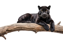 Black Panther On A Tree Isolated On White Background, Generative AI