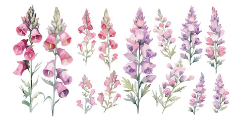 watercolor foxglove flower plant clipart for graphic resources