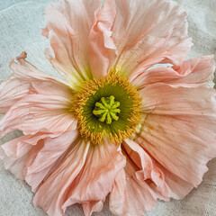 Beautiful peach pink poppy flower bud on white background