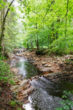 Scenic View Of River And Trees In Forest