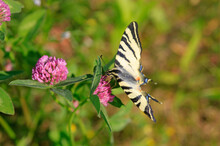 Scarce Swallowtail Butterfly (Iphiclides Podalirius) Perching On Blooming Wildflower