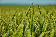© Westend61 - Green wheat growing in field