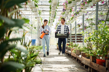 Wall Mural - Front view. Florist man and woman are working together in bright greenhouse