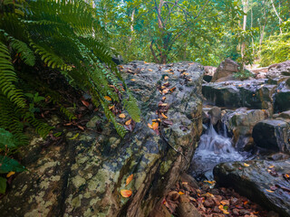 rock in the forest