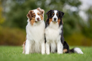 Wall Mural - Australian Shepherd