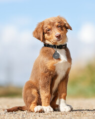 Wall Mural - Australian Shepherd