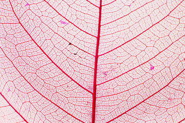 Macro photo of autumn foliage. pink leaf texture background