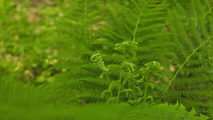 Wall Mural - Fern leaf with water drops close-up. High quality photo