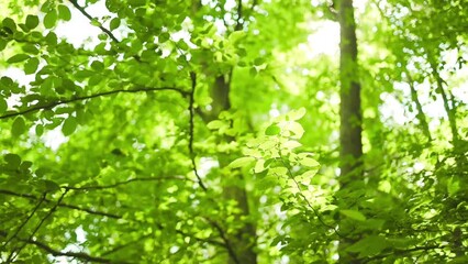 Wall Mural - Beautiful green vibrant natural video bokeh abstract background. Defocused leaves of old trees and soft sunset sunlight transparenting through branches. High quality FullHD footage