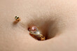 Female navel with jewelry. Piercing on the umbilicus.