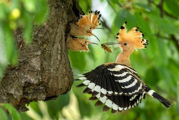 Poster - Eurasian hoopoe bird feeding juvenile ( Upupa epops )