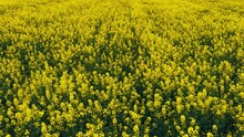 Blooming Rapeseed Field On A Sunny Day. Flying Above Stunning Yellow Rape Fields In Spring. Vegetable Raw Materials For Biofuel Production - Biodiesel. Slow Motion Video,