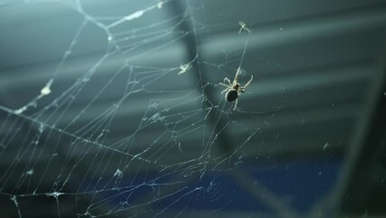 Little white spider sitting on web close-up, spider making house to live in or trap for food, beautiful spider.
