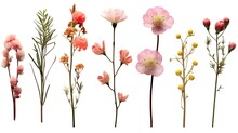 Ollection Of Beautiful Wax Flowers, Twigs And Buds, Isolated, Flat Lay, Ai Generated