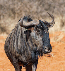 Wall Mural - Blue Wildebeest