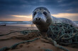 A gray seal was tragically caught in a fishing net