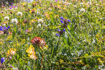 Wall Mural - Northern dragonhead flower on a meadow