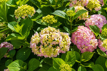 Wall Mural - Pink Hydrangea macrophylla, commonly referred to as bigleaf hydrangea, is one of the most popular landscape shrubs owing to its large mophead flowers.