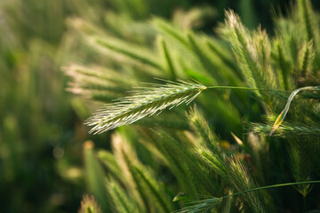 Wall Mural - Green spikelets of wheat scatter with a blurred background.
