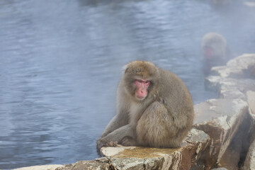japanese snow monkey family,jigokudani monkey park, nagano, japan