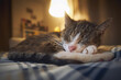 © Chalabala - Cute old cat lying on bed and sleeping in cozy home bedroom at night. Domestic life with senior pet..