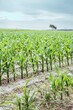 pole kukurydzy młodej, corn filed