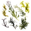 Various species of fresh raw organic green algae rich in minerals and iodine on white background Generative AI Illustration