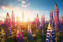 Lupin Flower Field In The Morning. Generative Ai