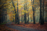 Fototapeta Krajobraz - Krajobraz jesienny. Promienie słońca i mglisty poranek w lesie