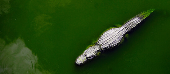 Wall Mural - Captive Alligators Details of Teeth and Jaws Powerful Animals