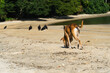 SRD mongrel dog with short and skinny caramel color on the beach sand with some vultures around. Dawn sunny day
