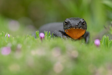 Wall Mural - The alpine newt, fine art portrait among the flowers (Ichthyosaura alpestris)