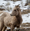 Portrait of a young bighorn sheep 