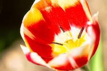 Red Yellow Tulip Flower With Pistil And Stamen Close Up.