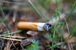 © zaharov43 - A cigarette butt thrown in nature