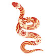 Snake chinese zodiac sign 