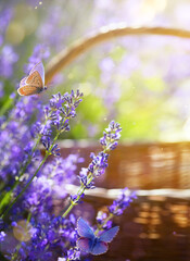 Wall Mural - art blooming flowers near the rural house in provence; summer countryside background